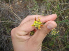 Aspalathus tridentata tridentata