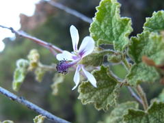 Anisodontea reflexa