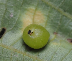 Caryomyia deflexipili