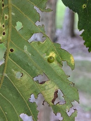 Caryomyia deflexipili