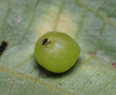 Caryomyia deflexipili