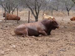 Bos indicus × taurus