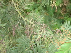 Dasineura rubiformis