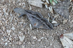 Lesmone griseipennis