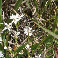 Anastoechus barbatus
