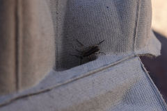 Epicauta cinctipennis