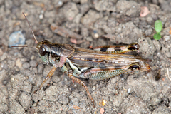 Melanoplus bruneri