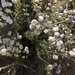 photo of California Buckwheat (Eriogonum fasciculatum)