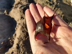 Psammobatis