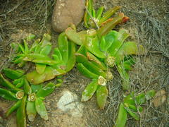 Glottiphyllum