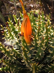 Aloe longistyla