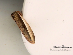 Truncaptera truncata