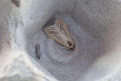 Diastictis robustior