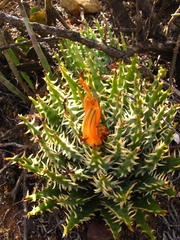 Aloe longistyla