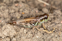 Melanoplus bruneri