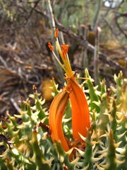 Aloe longistyla
