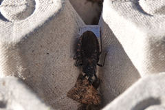 Triatoma rubida