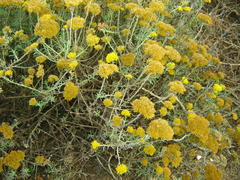 Helichrysum rutilans
