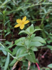 Lysimachia azorica