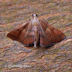 Endotricha theonalis