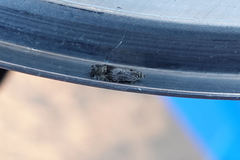 Ofatulena duodecemstriata