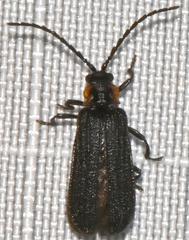 Eropterus