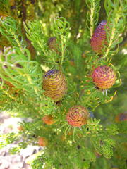 Leucadendron teretifolium