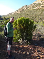 Leucadendron teretifolium