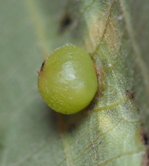 Caryomyia deflexipili