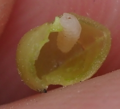 Caryomyia deflexipili