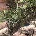 photo of Peruvian Pepper Tree (Schinus molle)