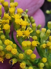 Solidago azorica