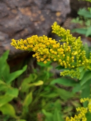 Solidago azorica