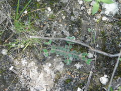 Euphorbia velleriflora