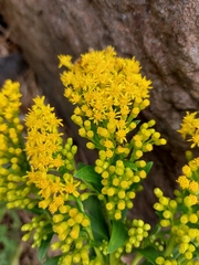 Solidago azorica