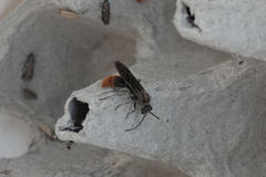 Sphaeropthalma marpesia