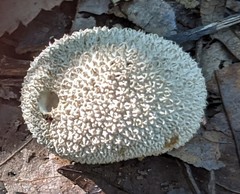 Lycoperdon americanum