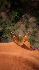 Asterocampa celtis antonia