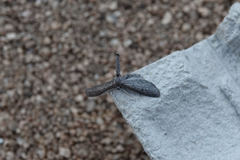 Glaucina erroraria