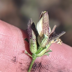 Cordylanthus nevinii