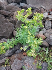 Euphorbia azorica