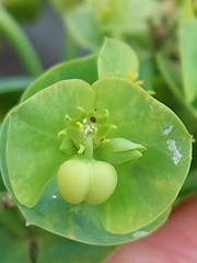 Euphorbia azorica