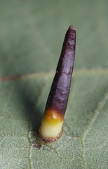 Caryomyia subulata