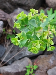 Euphorbia azorica