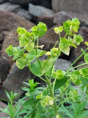 Euphorbia azorica