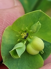 Euphorbia azorica