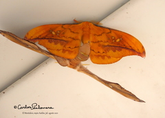 Copaxa multifenestrata