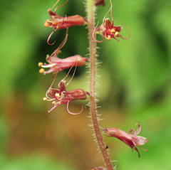 Tolmiea menziesii