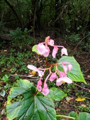 Begonia grandis