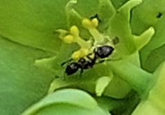 Monomorium carbonarium